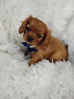 Dash, a male Cavalier King Charles Spaniel for sale in Sugarcreek, OH – Photo 6 of 8