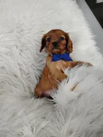 Dash, a male Cavalier King Charles Spaniel for sale in Sugarcreek, OH – Photo 5 of 8