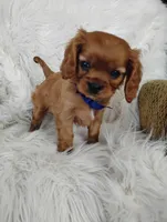Dash, a male Cavalier King Charles Spaniel for sale in Sugarcreek, OH – Photo 8 of 8