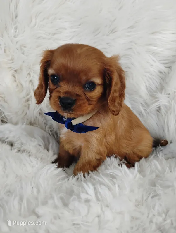 Dash – Cavalier King Charles Spaniel puppy for sale in Sugarcreek, OH