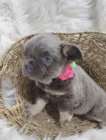 Ember (Fluffy), a female French Bulldog for sale in Sugarcreek, OH – Photo 3 of 6