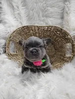 Ember (Fluffy), a female French Bulldog for sale in Sugarcreek, OH – Photo 4 of 6