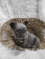 Ember (Fluffy), a female French Bulldog for sale in Sugarcreek, OH – Photo 1 of 6