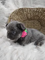 Ember (Fluffy), a female French Bulldog for sale in Sugarcreek, OH – Photo 5 of 6