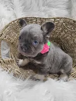 Ember (Fluffy), a female French Bulldog for sale in Sugarcreek, OH – Photo 2 of 6