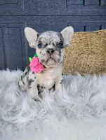 Fiona , a male French Bulldog for sale in Sugarcreek, OH – Photo 2 of 10