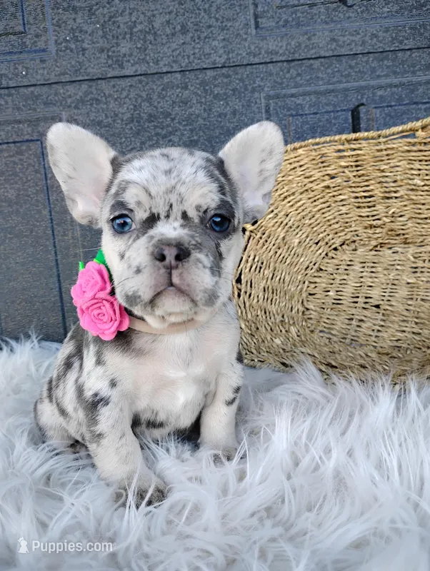Fiona  – French Bulldog puppy for sale in Sugarcreek, OH