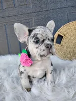 Fiona , a male French Bulldog for sale in Sugarcreek, OH – Photo 3 of 10