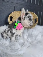 Fiona , a male French Bulldog for sale in Sugarcreek, OH – Photo 4 of 10