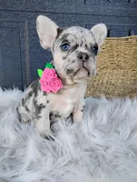 Fiona , a male French Bulldog for sale in Sugarcreek, OH – Photo 7 of 10