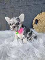 Fiona , a male French Bulldog for sale in Sugarcreek, OH – Photo 8 of 10