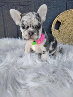 Fiona , a male French Bulldog for sale in Sugarcreek, OH – Photo 6 of 10