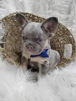 Ethan (Fluffy), a male French Bulldog for sale in Sugarcreek, OH – Photo 5 of 7