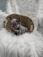 Ethan (Fluffy), a male French Bulldog for sale in Sugarcreek, OH – Photo 4 of 7