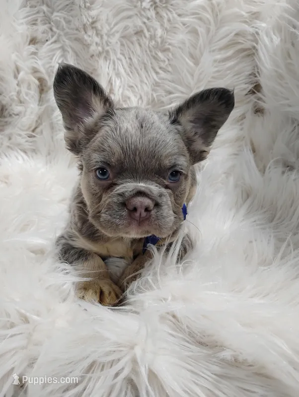 Ethan (Fluffy) – French Bulldog puppy for sale in Sugarcreek, OH