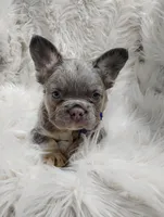 Ethan (Fluffy), a male French Bulldog for sale in Sugarcreek, OH – Photo 1 of 7