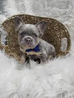Ethan (Fluffy), a male French Bulldog for sale in Sugarcreek, OH – Photo 3 of 7