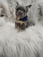 Ethan (Fluffy), a male French Bulldog for sale in Sugarcreek, OH – Photo 6 of 7