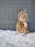 Ethan (Fluffy), a male French Bulldog for sale in Sugarcreek, OH – Photo 7 of 7