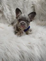 Ethan (Fluffy), a male French Bulldog for sale in Sugarcreek, OH – Photo 2 of 7