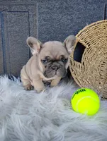 Fletcher , a male French Bulldog for sale in Sugarcreek, OH – Photo 4 of 8