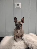 Fletcher , a male French Bulldog for sale in Sugarcreek, OH – Photo 7 of 8