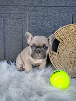 Fletcher , a male French Bulldog for sale in Sugarcreek, OH – Photo 6 of 8