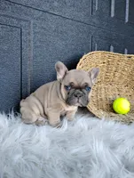 Fletcher , a male French Bulldog for sale in Sugarcreek, OH – Photo 2 of 8