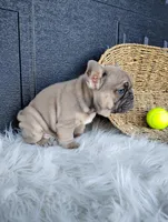 Fletcher , a male French Bulldog for sale in Sugarcreek, OH – Photo 5 of 8