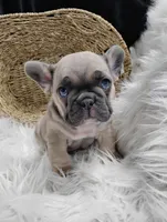 Fletcher , a male French Bulldog for sale in Sugarcreek, OH – Photo 1 of 8