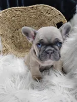 Fletcher , a male French Bulldog for sale in Sugarcreek, OH – Photo 3 of 8