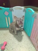 Fletcher , a male French Bulldog for sale in Sugarcreek, OH – Photo 8 of 8