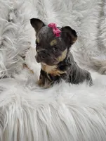 Ellie (Fluffy), a female French Bulldog for sale in Sugarcreek, OH – Photo 3 of 7