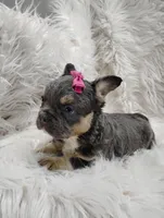 Ellie (Fluffy), a female French Bulldog for sale in Sugarcreek, OH – Photo 6 of 7