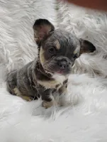 Ellie (Fluffy), a female French Bulldog for sale in Sugarcreek, OH – Photo 5 of 7