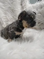 Ellie (Fluffy), a female French Bulldog for sale in Sugarcreek, OH – Photo 4 of 7