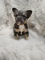 Ellie (Fluffy), a female French Bulldog for sale in Sugarcreek, OH – Photo 2 of 7