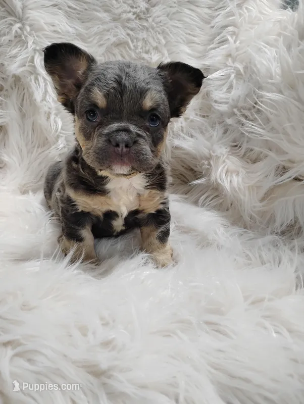 Ellie (Fluffy) – French Bulldog puppy for sale in Sugarcreek, OH