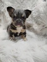 Ellie (Fluffy), a female French Bulldog for sale in Sugarcreek, OH – Photo 1 of 7