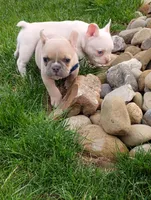 Gus, a male French Bulldog for sale in Sugarcreek, OH – Photo 2 of 6
