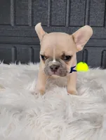 Gus, a male French Bulldog for sale in Sugarcreek, OH – Photo 3 of 6