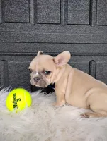 Gus, a male French Bulldog for sale in Sugarcreek, OH – Photo 6 of 6