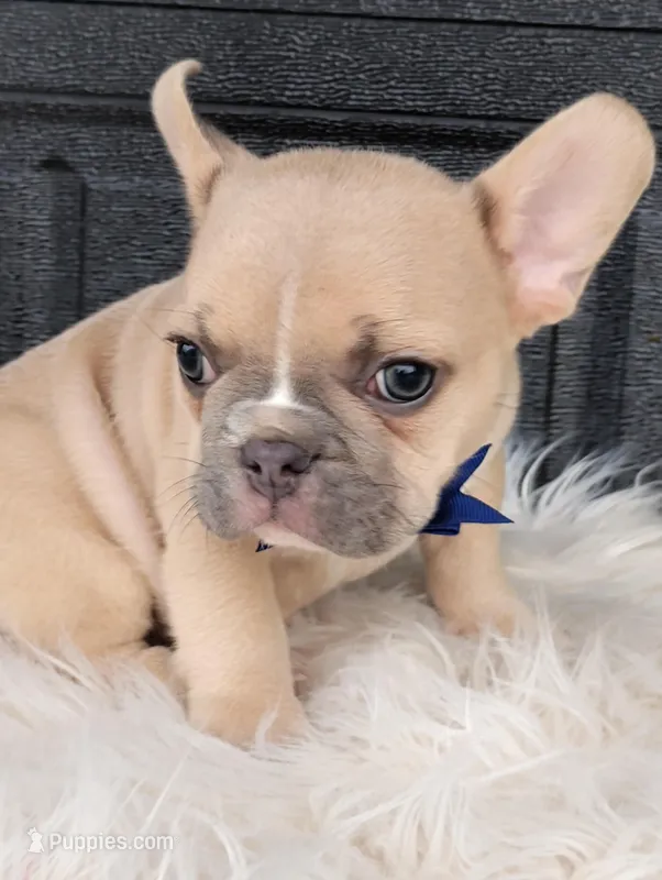 Gus – French Bulldog puppy for sale in Sugarcreek, OH