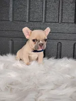 Gus, a male French Bulldog for sale in Sugarcreek, OH – Photo 5 of 6