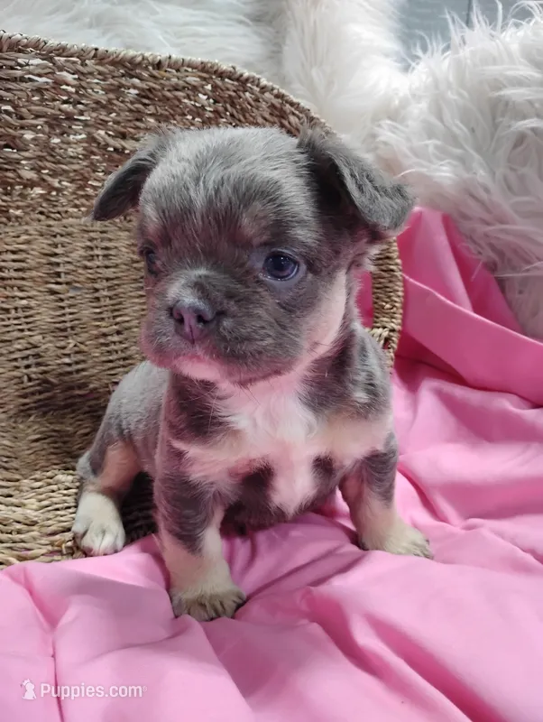Eden (Fluffy) – French Bulldog puppy for sale in Sugarcreek, OH