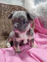 Eden (Fluffy), a female French Bulldog for sale in Sugarcreek, OH – Photo 1 of 8