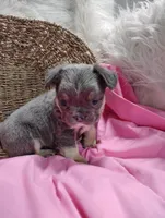 Eden (Fluffy), a female French Bulldog for sale in Sugarcreek, OH – Photo 8 of 8