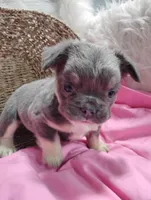 Eden (Fluffy), a female French Bulldog for sale in Sugarcreek, OH – Photo 3 of 8