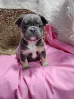 Eden (Fluffy), a female French Bulldog for sale in Sugarcreek, OH – Photo 4 of 8