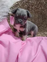 Eden (Fluffy), a female French Bulldog for sale in Sugarcreek, OH – Photo 6 of 8